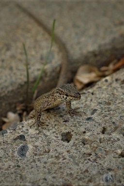 AmPhibianS and RepTiles